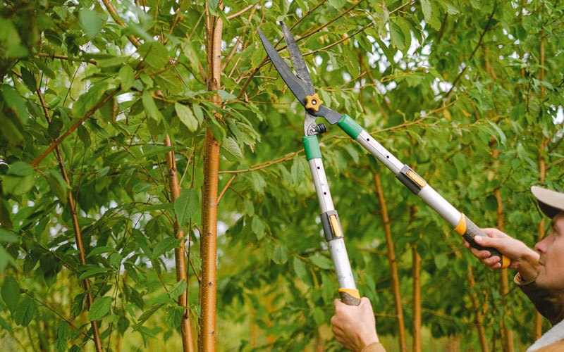 Tree trimming in Savoonga, AK